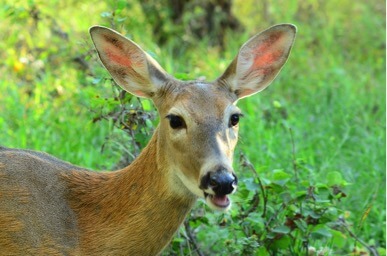 white tailed deer