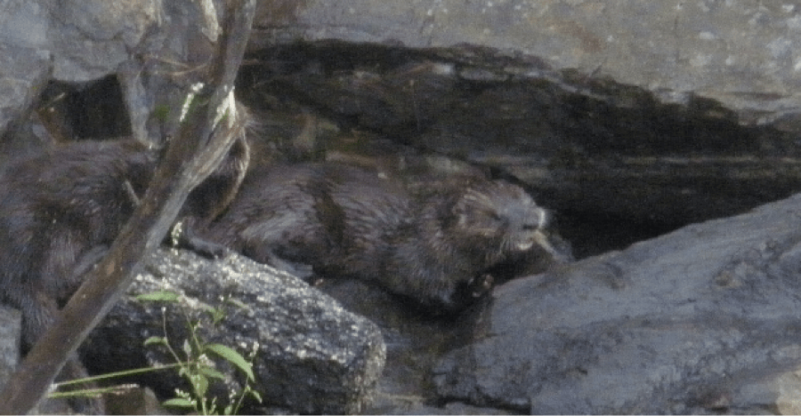 1 abundant animals