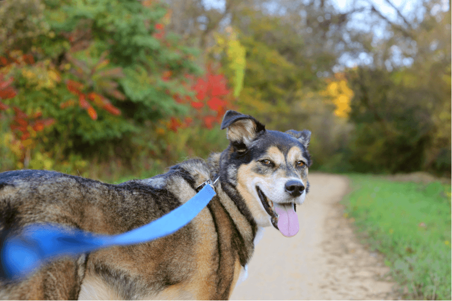 voyager estate dog friendly